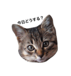 ともたん家のねこ（個別スタンプ：9）