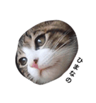 ともたん家のねこ（個別スタンプ：10）