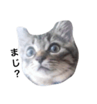 ともたん家のねこ（個別スタンプ：11）