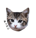 ともたん家のねこ（個別スタンプ：12）