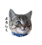 ともたん家のねこ（個別スタンプ：13）