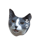 ともたん家のねこ（個別スタンプ：14）