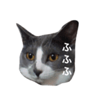 ともたん家のねこ（個別スタンプ：15）
