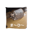 ともたん家のねこ（個別スタンプ：16）