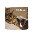 ともたん家のねこ（個別スタンプ：17）