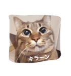 ともたん家のねこ（個別スタンプ：18）