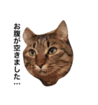 ともたん家のねこ（個別スタンプ：20）