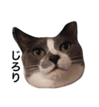 ともたん家のねこ（個別スタンプ：21）
