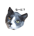 ともたん家のねこ（個別スタンプ：22）