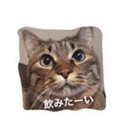ともたん家のねこ（個別スタンプ：23）