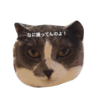 ともたん家のねこ（個別スタンプ：24）