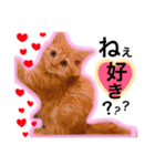 にゃんぷ〜（個別スタンプ：6）