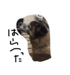 屋久島犬のミックス 言葉入り（個別スタンプ：7）