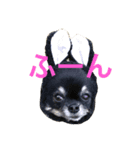 ブラックタンチワワのピノくん（個別スタンプ：1）