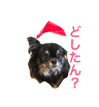 ブラックタンチワワのピノくん（個別スタンプ：2）