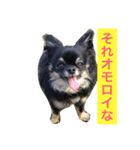 ブラックタンチワワのピノくん（個別スタンプ：4）