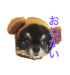 ブラックタンチワワのピノくん（個別スタンプ：6）