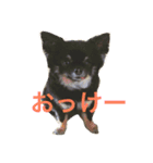 ブラックタンチワワのピノくん（個別スタンプ：8）
