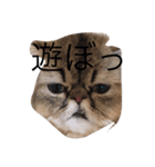 謎 スタンプ（個別スタンプ：1）