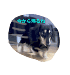 ダックス・フェイス（個別スタンプ：2）