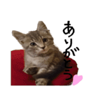 うちのねこ様、ぎんとえぴ。（個別スタンプ：2）