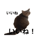 うちのねこ様、ぎんとえぴ。（個別スタンプ：3）