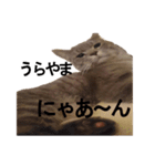 うちのねこ様、ぎんとえぴ。（個別スタンプ：6）