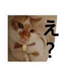 うちのねこ様、ぎんとえぴ。（個別スタンプ：7）