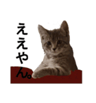 うちのねこ様、ぎんとえぴ。（個別スタンプ：8）