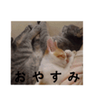 うちのねこ様、ぎんとえぴ。（個別スタンプ：10）