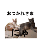 うちのねこ様、ぎんとえぴ。（個別スタンプ：11）