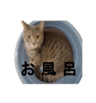 うちのねこ様、ぎんとえぴ。（個別スタンプ：12）