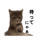 うちのねこ様、ぎんとえぴ。（個別スタンプ：13）