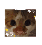 うちのねこ様、ぎんとえぴ。（個別スタンプ：14）
