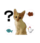 うちのねこ様、ぎんとえぴ。（個別スタンプ：15）