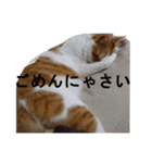 うちのねこ様、ぎんとえぴ。（個別スタンプ：16）