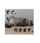 うちのねこ様、ぎんとえぴ。（個別スタンプ：18）