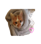 うちのねこ様、ぎんとえぴ。（個別スタンプ：23）