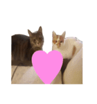 うちのねこ様、ぎんとえぴ。（個別スタンプ：24）