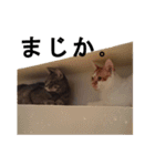 うちのねこ様、ぎんとえぴ。（個別スタンプ：27）
