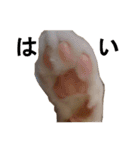 うちのねこ様、ぎんとえぴ。（個別スタンプ：29）