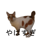うちのねこ様、ぎんとえぴ。（個別スタンプ：30）