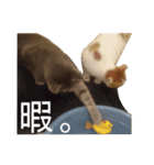 うちのねこ様、ぎんとえぴ。（個別スタンプ：32）