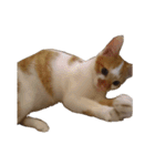 うちのねこ様、ぎんとえぴ。（個別スタンプ：33）