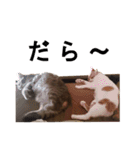 うちのねこ様、ぎんとえぴ。（個別スタンプ：34）
