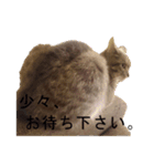 うちのねこ様、ぎんとえぴ。（個別スタンプ：35）