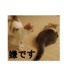 うちのねこ様、ぎんとえぴ。（個別スタンプ：36）