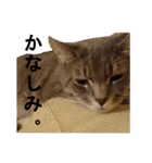 うちのねこ様、ぎんとえぴ。（個別スタンプ：37）