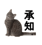 うちのねこ様、ぎんとえぴ。（個別スタンプ：38）