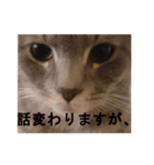 うちのねこ様、ぎんとえぴ。（個別スタンプ：39）